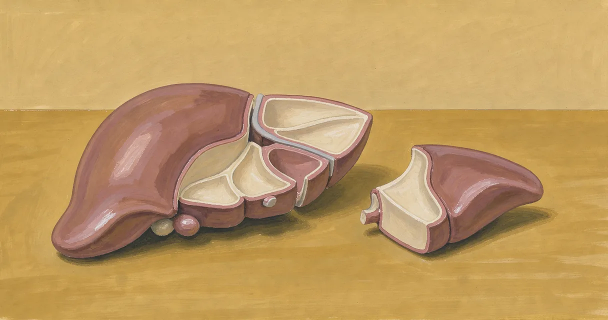 A gouache illustration of an opened liver teaching model with its removable segment resting nearby